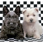 educa-puzzel-500-stuks-zwart-en-witte-terrier-15508