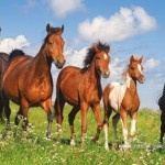 castorland-puzzel-4000-stuks-paardenfamilie-400034