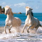 castorland-puzzel-1000-stuks-witte-paarden-in-galop-102433
